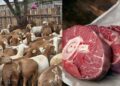 Goat meat is gaining popularity in the farming industry due to its lean nature and high demand in both local and international markets. Photos: Mathuba Genetics/Freepik