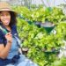 Urban roots: Akhona’s rise from jobless to thriving rooftop farmer