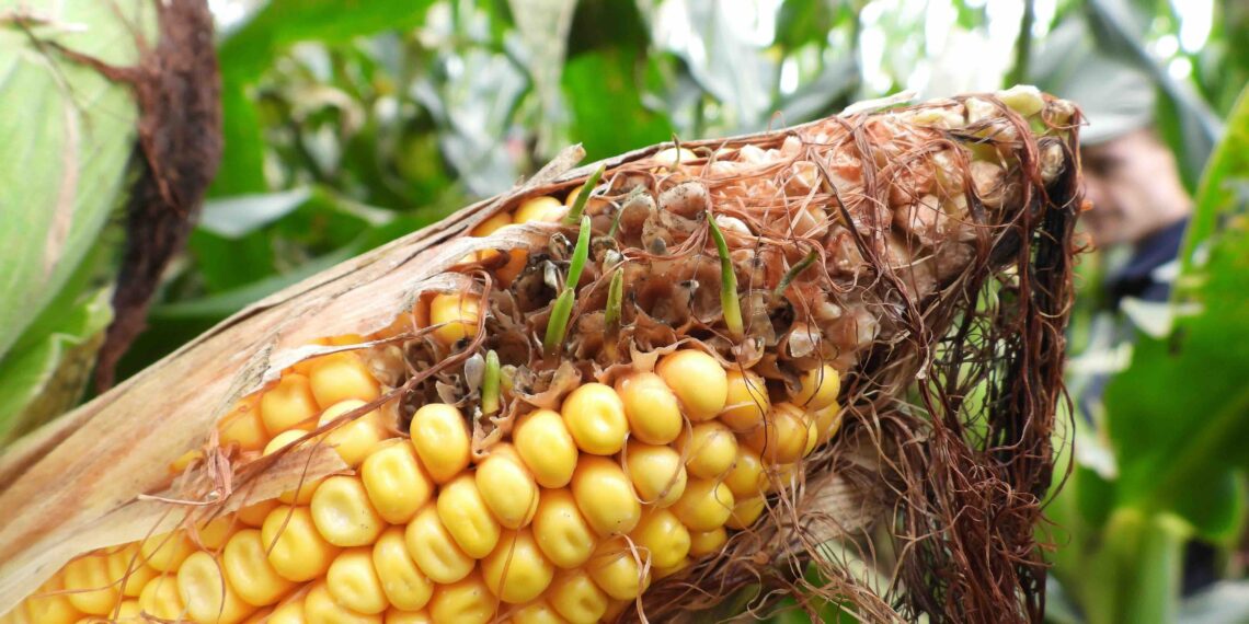 Early crop damage observed on maize, soybeans, and sunflowers during the past season. Photo: Supplied/Food For Mzansi