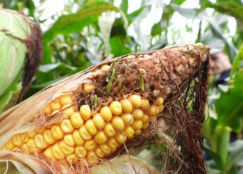 Early crop damage observed on maize, soybeans, and sunflowers during the past season. Photo: Supplied/Food For Mzansi