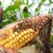 Early crop damage observed on maize, soybeans, and sunflowers during the past season. Photo: Supplied/Food For Mzansi