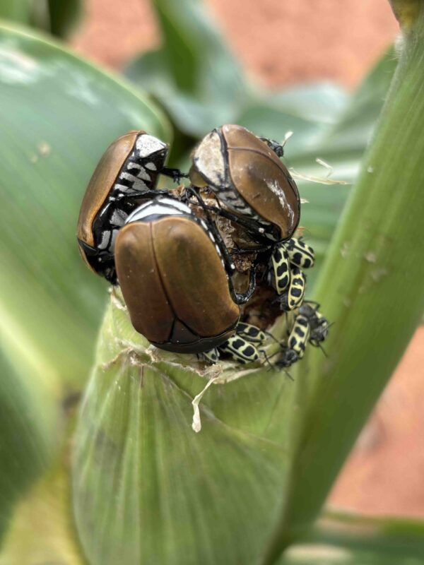 Fruit chafers feeding on maize plants added unexpected pest pressure this season. Photo: Supplied/Food For Mzansi