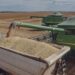 A BCG report reveals how investing in African agriculture could achieve up to 50% of the UN SDGs, transform food security, empower women, and drive global development. Photo: Pexels
