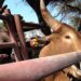 Effective treatment and management strategies are crucial for controlling internal parasites in livestock. Photo: Wikimedia commons