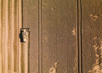 For Africa to achieve food security, an integrated plan needs to be implemented, says Hamond Motsi. Photo: Pexels