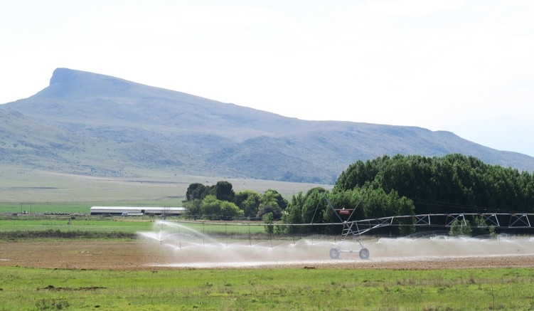 Scientists at the University of Pretoria have found that fresh vegetables are being contaminated by disease-causing bacteria through irrigation from polluted rivers and boreholes. Photos: Steve Kretzmann/GroundUp