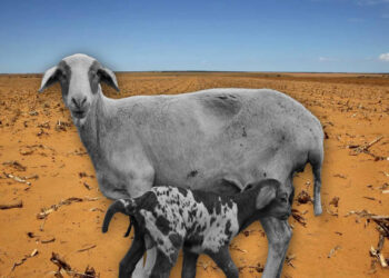 Goat and sheep farmers breed smarter to beat climate stress