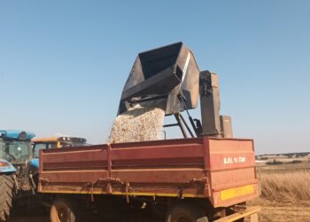 Small beans, big impact: New project grows SA supply