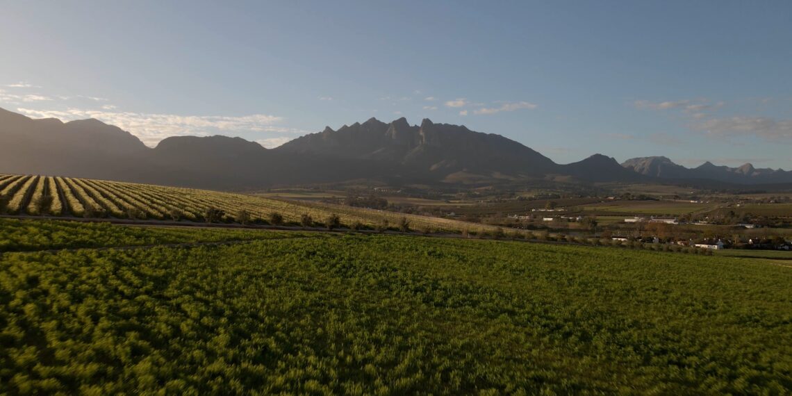 The South African Wine Industry Professional Body (SAWIPB) has released a powerful new mini-documentary that highlights the stories of transformation, resilience, and upskilling within South Africa’s wine industry. Photo: Jean Rossouw/YehBaby Marketing Creatives