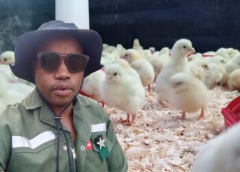 Maditsi’s high school hustle becomes promising poultry venture
