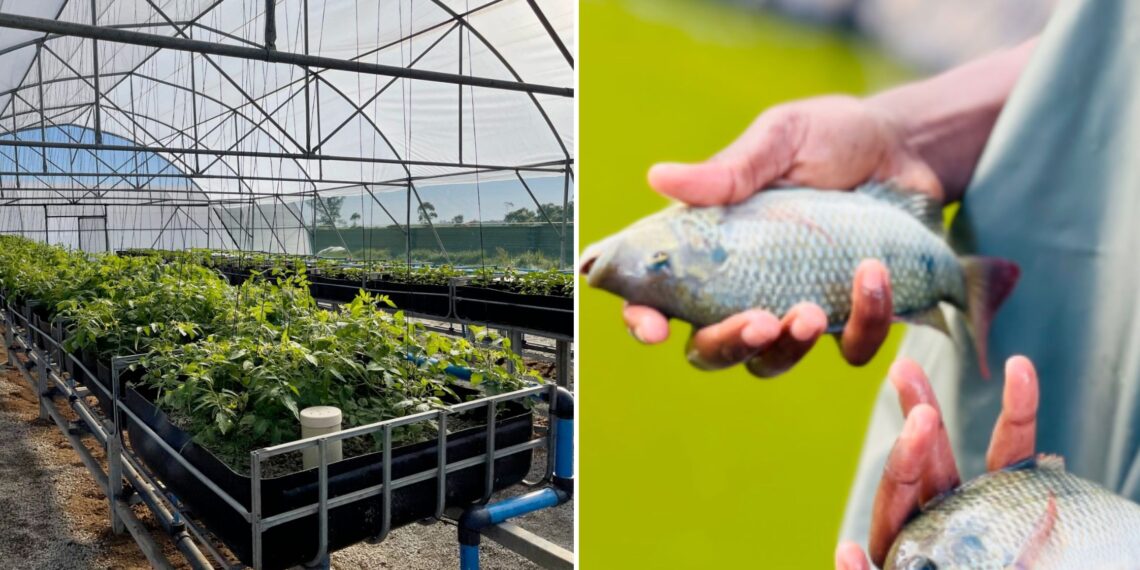 From backyard tilapia tanks to high-output aquaponic systems growing 430 000 plants per hectare — South Africa’s top aquaculture minds are sharing their secrets! Dig in and get ready to make a splash. Photo: Supplied/Food For Mzansi