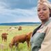 The Beyoncé of cattle: Linda lets her Brahmans do the talking