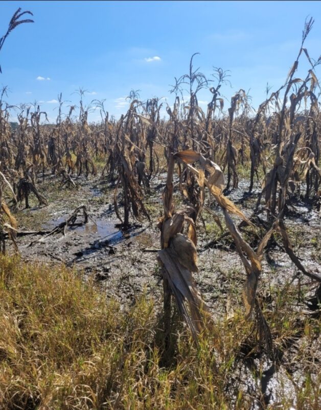 Surface water runoff as a result of poor soil drainage. Photo: Supplied/Peter Mudau