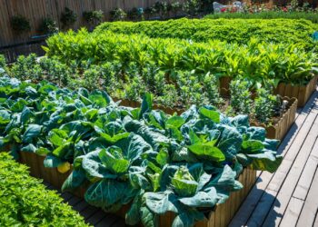 Winter gardening: Turn cold days into cropping gold