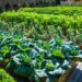 Winter gardening: Turn cold days into cropping gold