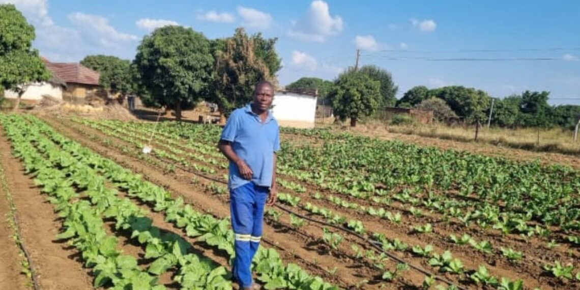 Harry Shikweni got a second chance through farming, making a name for himself after being injured at work.
Photo: Supplied/Food For Mzansi