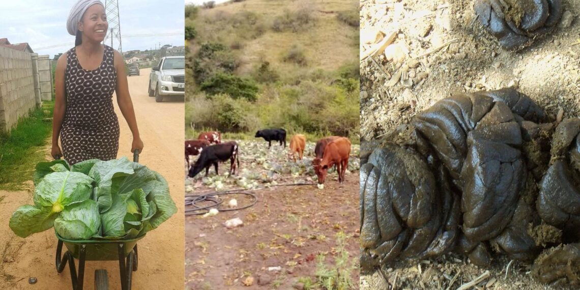 By turning cow dung into fertiliser, Thandiwe Mchunu not only supports her farming but also runs a growing fertiliser business.
Photos: Supplied/Food For Mzansi