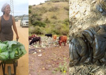 Mchunu’s fertile vision turns cow dung into farming gold