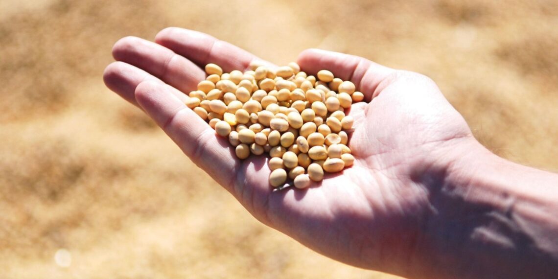Experts at a CoreSFS forum emphasised the urgent need for Southern Africa to diversify beyond maize by promoting resilient, underutilised crops like sorghum and soybeans to strengthen food systems against climate change and market vulnerabilities.
Photo: Pixabay