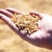 Urgent need for crop diversification in Southern Africa