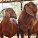 Kalahari Red goats are gaining popularity among South African farmers for their resilience, meat quality, and profitability.