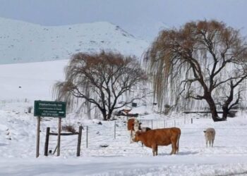 Livestock, crops at risk as farmers battle snow and rain