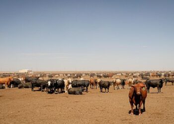 Innovation meets collaboration at Agri X Fusion 2026! This first-of-its-kind event will unite farmers, researchers, processors, and policymakers to solve key red meat challenges. Photo: Wikimedia Commons