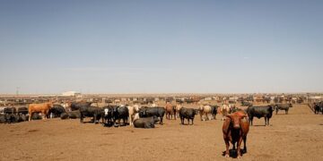 Innovation meets collaboration at Agri X Fusion 2026! This first-of-its-kind event will unite farmers, researchers, processors, and policymakers to solve key red meat challenges. Photo: Wikimedia Commons