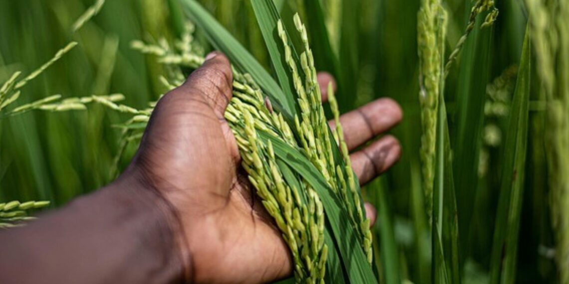FANRPAN unveiled a strategic plan centred on research, advocacy, capacity building, and accountability to drive Africa’s food system transformation. Photo: Pixabay