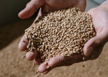 Grain SA warns that while South Africa’s grain crops look promising, rising costs and low prices are pushing producers into a financial crisis threatening sustainability. Photo: Pexels