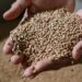Grain industry cheers as Leaf Services gets the boot