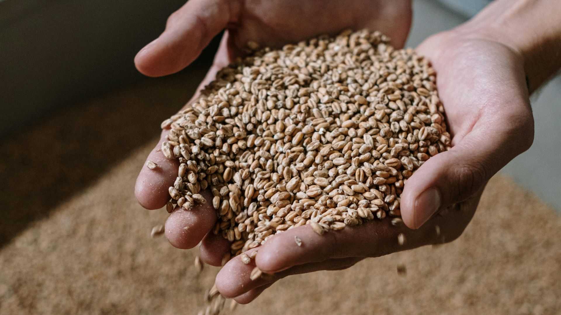 Financial pressure overshadows good grain crop season