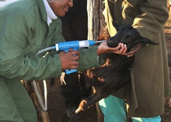 FMD battle intensifies with free vaccine rollout