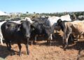 A more robust and proactive approach will be implemented by government in dealing with FMD. Photo: Supplied/ Food For Mzansi