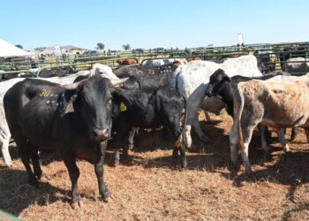 A more robust and proactive approach will be implemented by government in dealing with FMD. Photo: Supplied/ Food For Mzansi