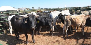A more robust and proactive approach will be implemented by government in dealing with FMD. Photo: Supplied/ Food For Mzansi