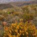 Honeybush