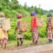 Women lead the way in climate adaptation in Africa