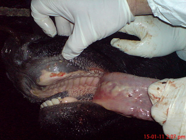 A cloven-hoofed animal showing signs of foot-and-mouth disease, highlighting the urgent need for effective vaccination and disease control in South Africa’s livestock industry. Photo: Wikimedia Commons
