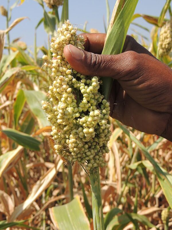 Though sorghum is coined a climate-resilient crop, without proper attention, even well-intentioned farming efforts can result in poor yields and wasted inputs. Photo: Wikimedia commons