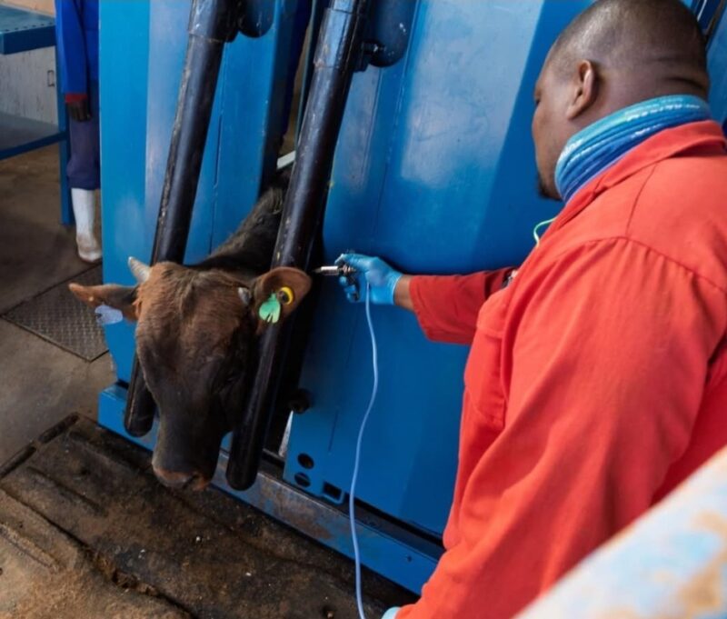 The foot-and-mouth disease vaccine in South Africa is a controlled vaccine, administered under strict veterinary supervision. Photo: Department of Agriculture