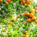 Citrus trees flourishing under a low-flow drip fertigation trial, demonstrating water-efficient irrigation in action. Photo: Supplied/Netafim