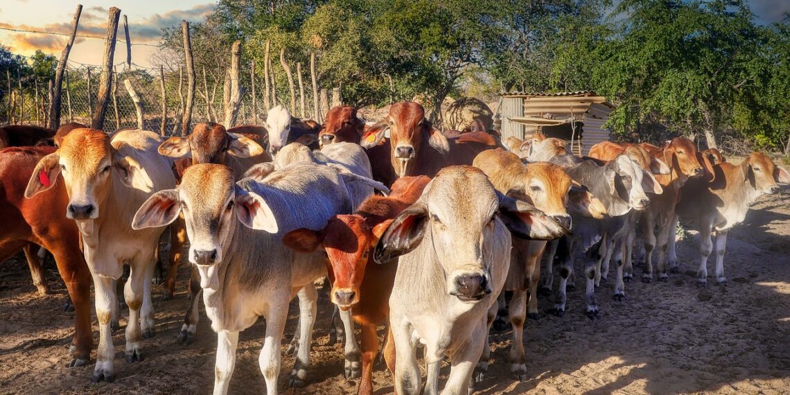 A new study reveals how ancient African communities survived 10 000 years of climate shifts by adapting food systems. Photo: Pixabay