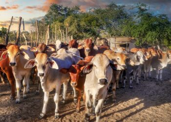 Mixed farming strategies key to surviving climate shocks