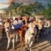 Mixed farming strategies key to surviving climate shocks