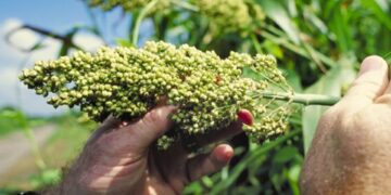 Careful attention to key agronomic factors, such as variety selection, soil type, and planting time is essential for successful sorghum production. Neglecting these basics can lead to poor yields and economic losses.