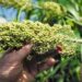 Careful attention to key agronomic factors, such as variety selection, soil type, and planting time is essential for successful sorghum production. Neglecting these basics can lead to poor yields and economic losses.