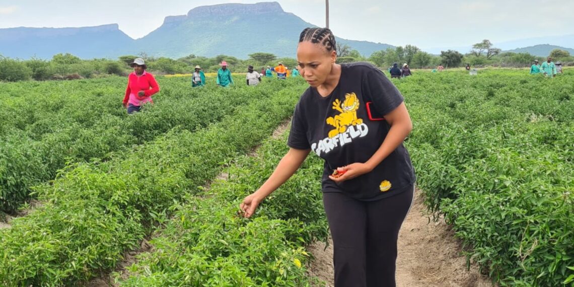chilli farming