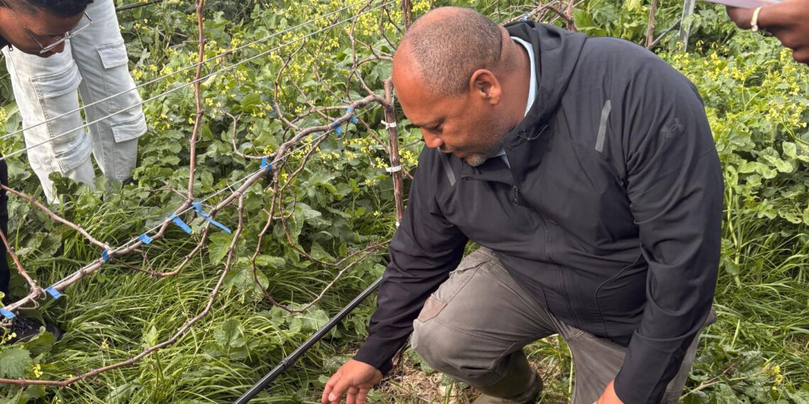 Orlando Filander, farm manager at Spier Wine Farm, implements conservation agriculture practices on the farm. Photo: Meshaan van Wyk/Food For Mzansi
