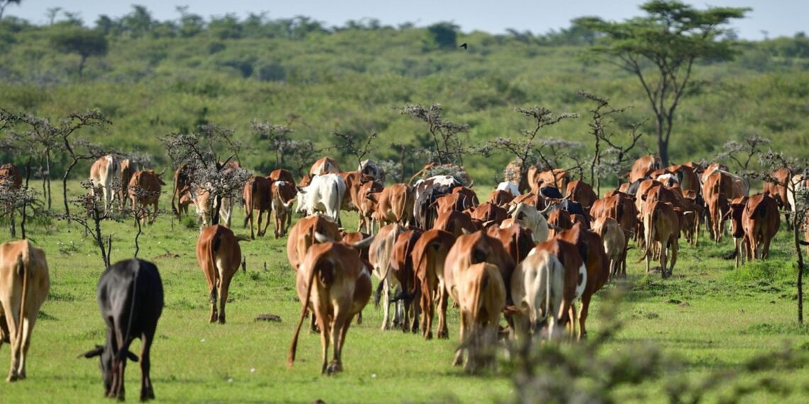 Farmers are urged to strengthen biosecurity measures to help curb the spread of foot-and-mouth disease currently affecting parts of South Africa.